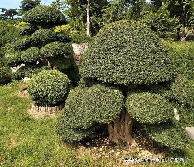 庭院常用高档植物—对节白蜡