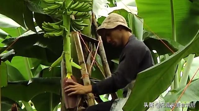 香蕉是如何种出来的？从育苗到收获，揭秘香蕉种植的全过程