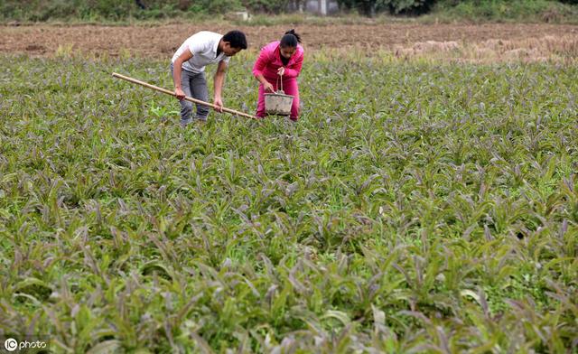 种植莴苣的要点就是施肥方法，那怎么施肥最好你知道吗