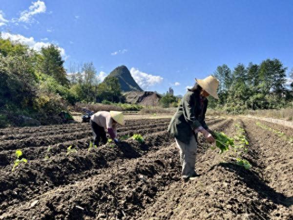 秋冬地不闲 4.1万亩油菜移栽忙