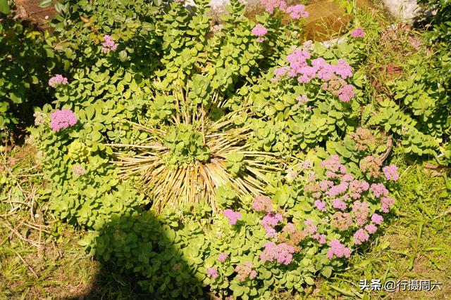 山西农村大叔有家传“神草”，防治蚊虫叮咬有奇效，看长啥样