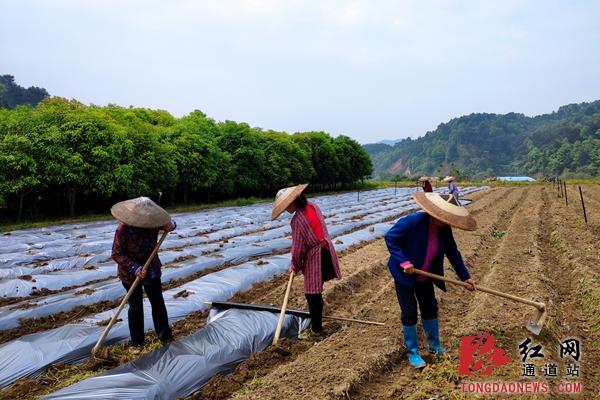 通道：种黄菊 奔富路