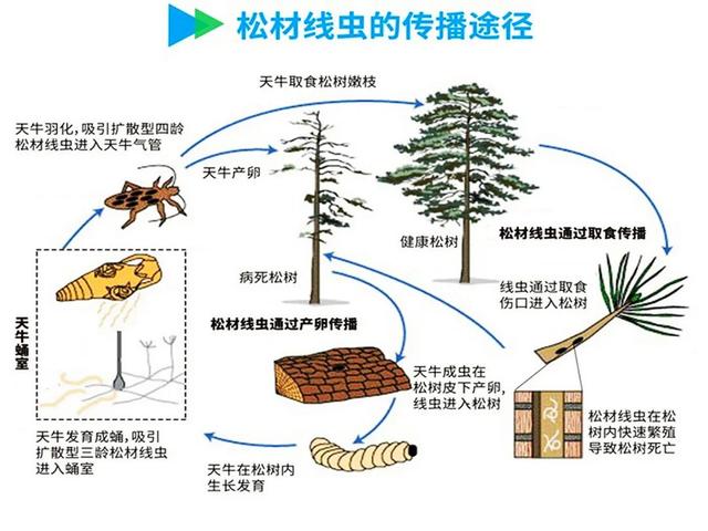 已在中国遍地开花的入侵物种，海关也要日日严查