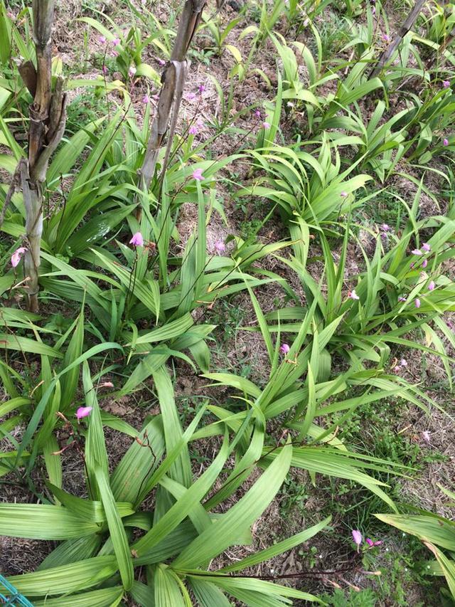 怎样提高白芨块茎膨大的种植技术