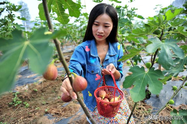 “百香果”种植技术，这样可增加一倍产量。需要注意的事项