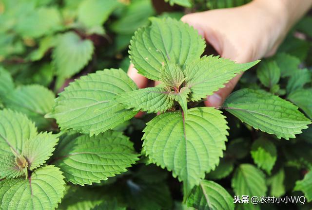 紫苏栽培技术，学会科学的管理技术，高效提高质量产量