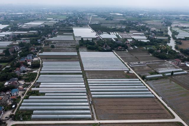 （经济）生姜种植新模式助农增收