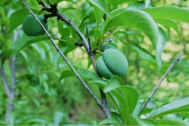 蜂糖李之大，一口塞不下；蜂糖李之味，一天夸不完