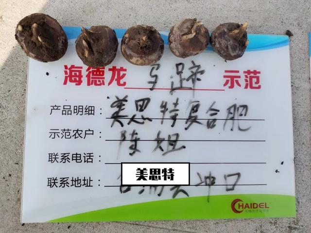 广西荸荠测产结果来啦！这样种，又大又甜，产量还高