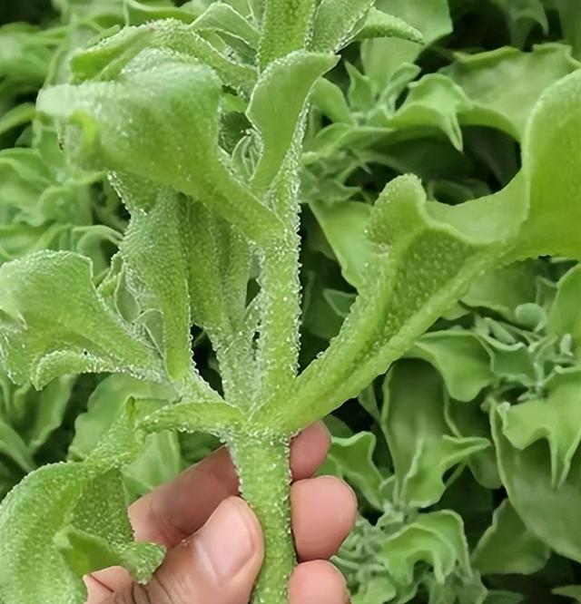 冰菜：蔬菜界的“颜值王”，茎叶长满“冰珠子”，夏季吃冰凉爽口