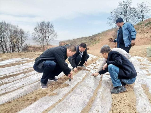 武山县蔬菜产业发展中心积极在山旱地开展地葫芦试验示范种植