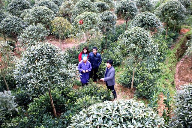 这个冬天很冷，大果树要防寒新栽的果树更要防寒，这些措施很有用