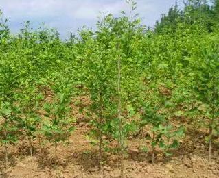 银杏树种植前要掌握哪些知识才能移栽成功