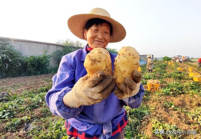 马铃薯有哪些高产技巧？记住4个增产增收方法，现在知道还不晚