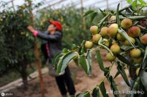 冬枣树的种植与管理(高产量收益多大棚冬枣技术该怎么做？这4个方面告诉你)