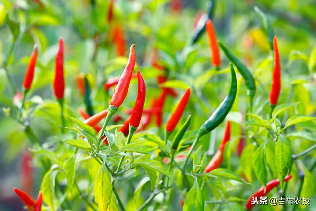 小麦、西瓜、朝天椒高效种植模式，赶快学起来