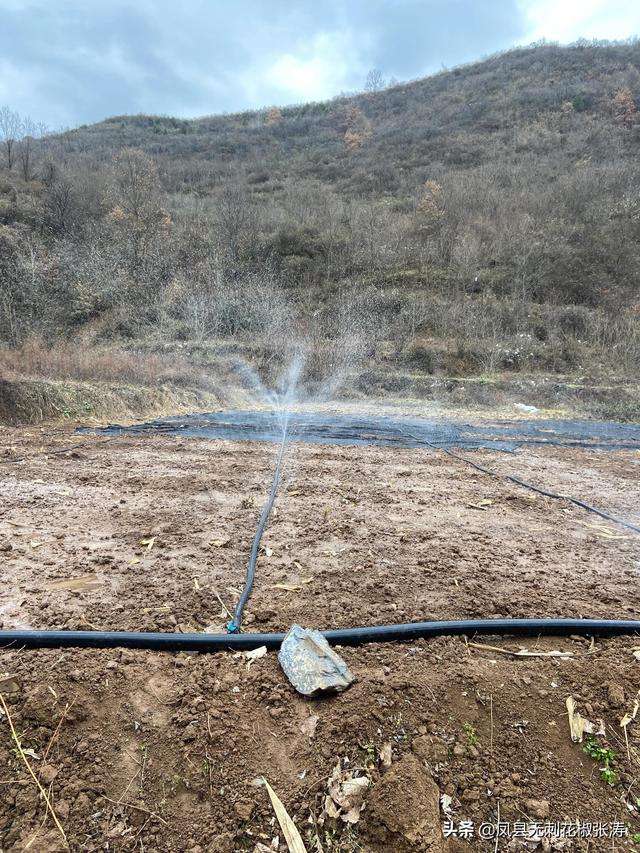 陕西无刺花椒张涛分享：花椒育苗方法、经验，干货十足、出苗满满