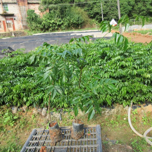 格木育苗、种植及施肥技术