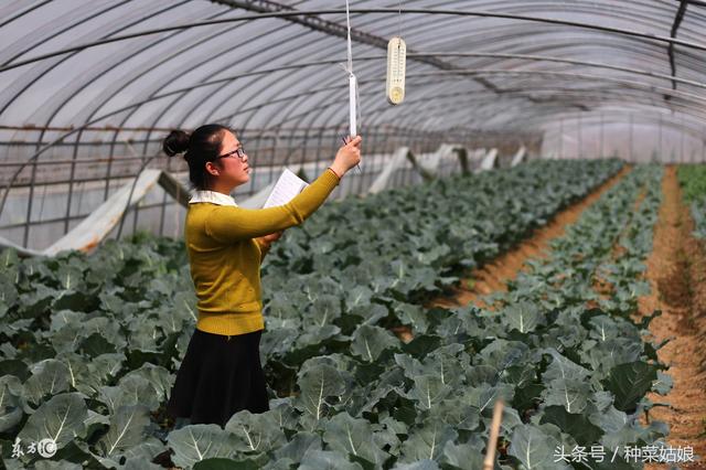 大棚种植叶菜，投入不大回本快，这四种好种又好管