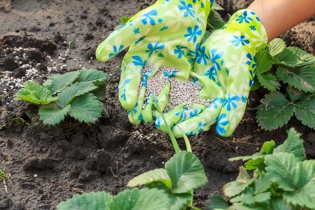 现代农业研究：大棚草莓—芹菜—小白菜高效栽培技术