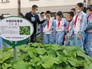 秋季可以种植的药材(板蓝根、桔梗、黄芩……这些中草药种在了北京的校园里)