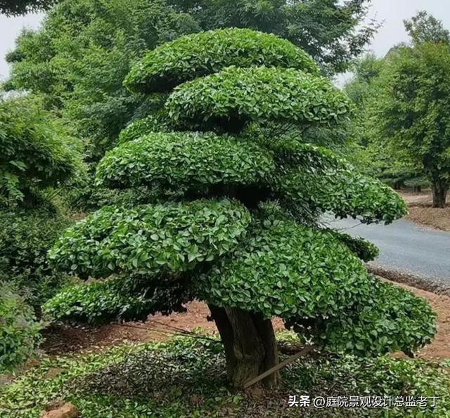 庭院常用高档植物—对节白蜡