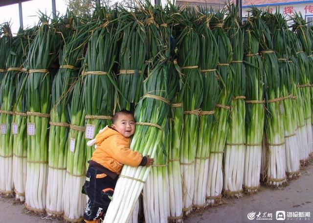 山东章丘大葱“高大脆白甜”的秘诀是这样的