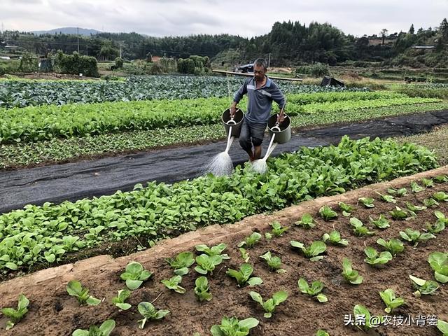 种植速生绿叶蔬菜施肥要谨慎，避免亚硝酸盐含量过高危害饮食安全