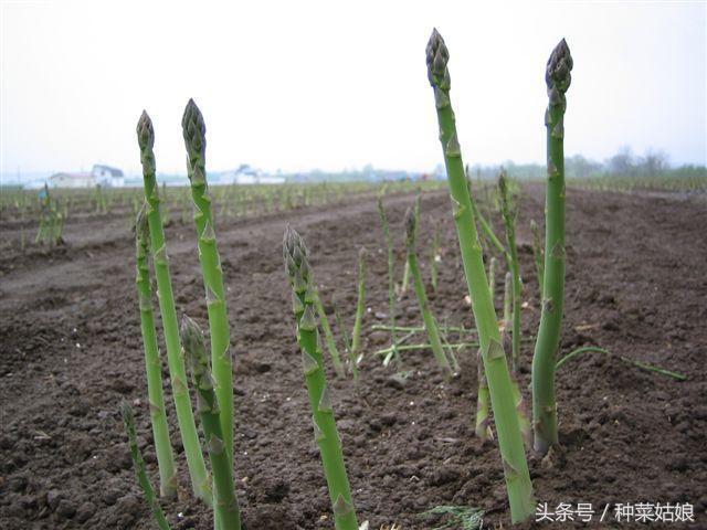 种植芦笋，春季管理是关键，做好这五点，植株长得壮，芦笋采得多