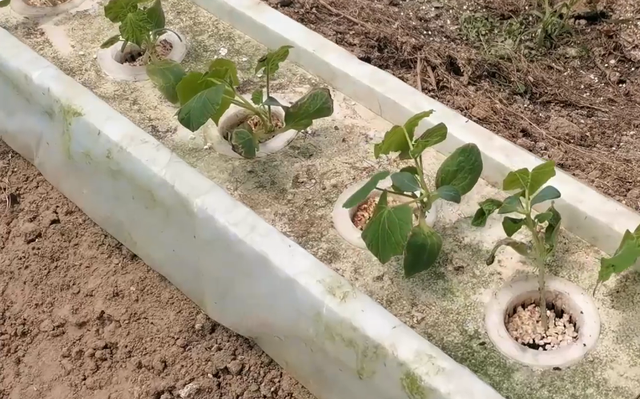 农户自制水培种植槽，成本低效果好，种植瓜果蔬菜都适合