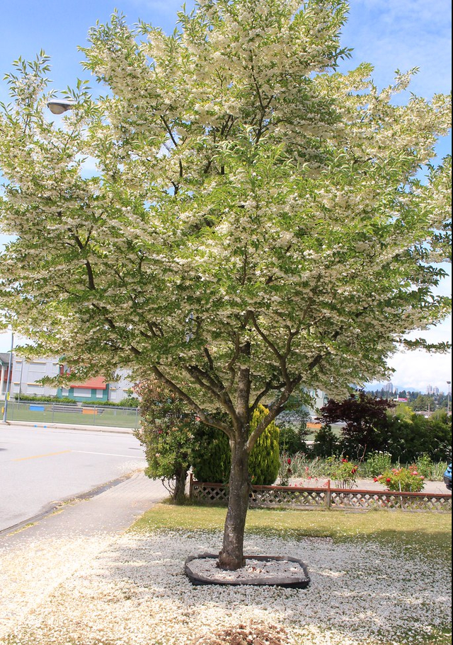 适合荒山种植的7种树，只要管理到位，每亩收益在15-50万