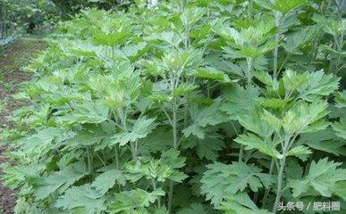 野外最常见得野草，殊不知它也是一味中草药——野艾蒿