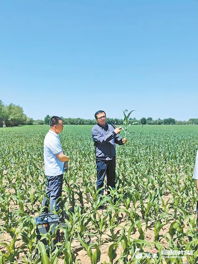 新疆创全国冷凉区大面积玉米高产纪录