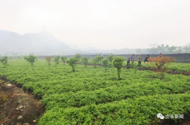 「奋斗百年路 启航新征程·同心奔小康」龙场村：种植三叶青铺就致富路