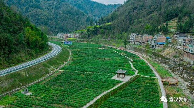 达州宣汉：“小茶叶”撬动“大发展”！