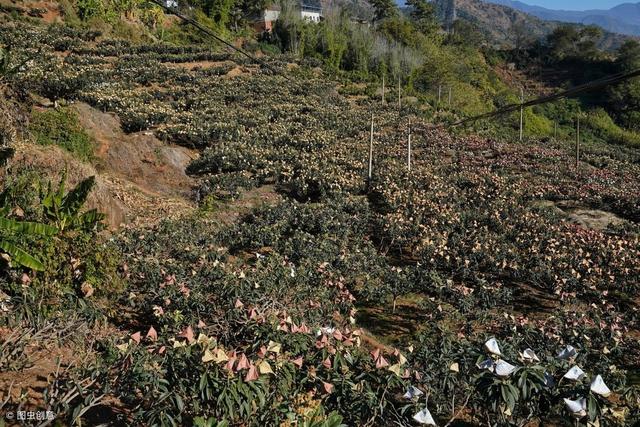 枇杷冬季就开花了，春季还能定植幼苗吗？要提高成活率可以这样栽