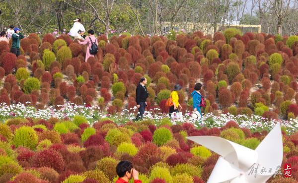 花开海上，40万株地肤进入最佳观赏期