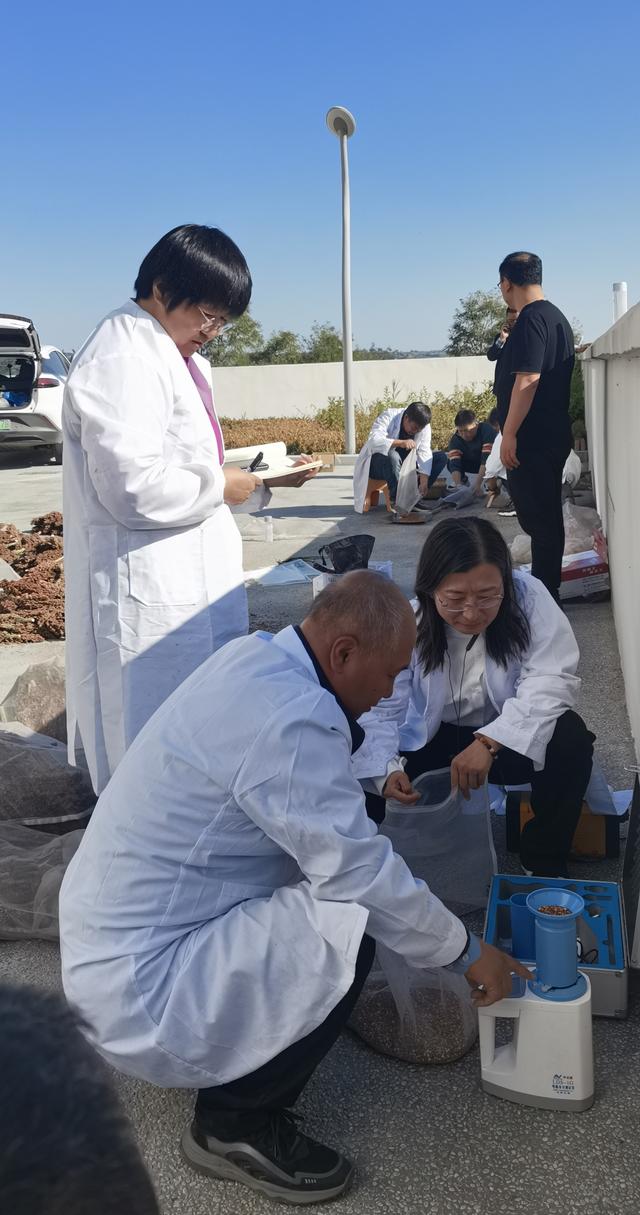 高粱绿色高效轻简化栽培技术（测产）观摩在沁县举行