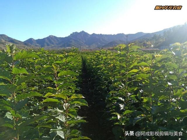 盆栽大樱桃苗的种植方法与技术