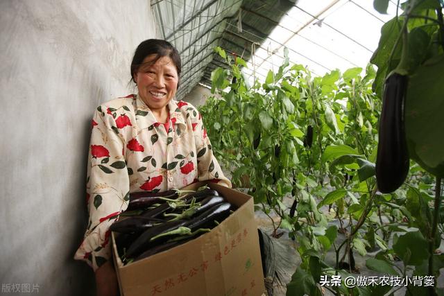 田间管理上注意这几点，想要种好茄子并不难