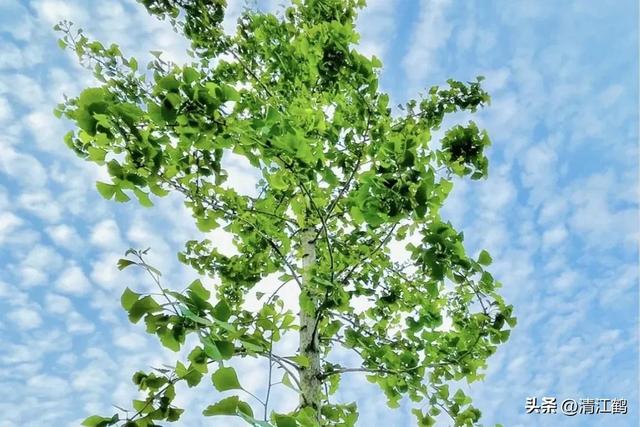 可结果500年，果子象杏子叶片似鸭掌的银杏树，如何高效实生育苗