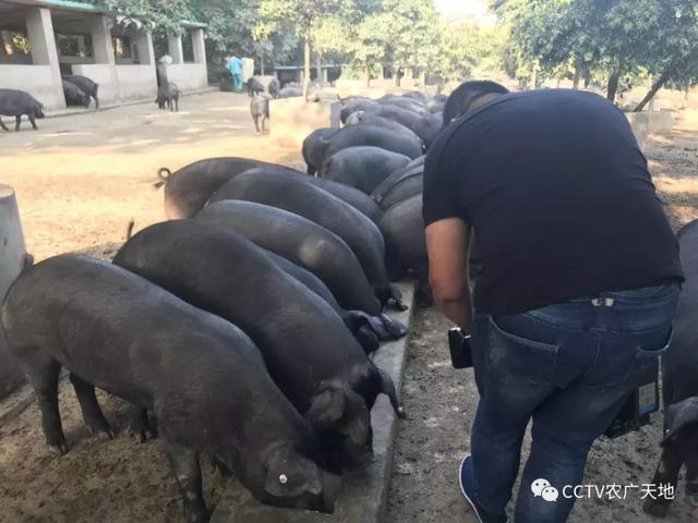 【农广天地】小小猕猴桃，种在周至是个宝！ 大大关中黑，好奇呆萌肉质好！