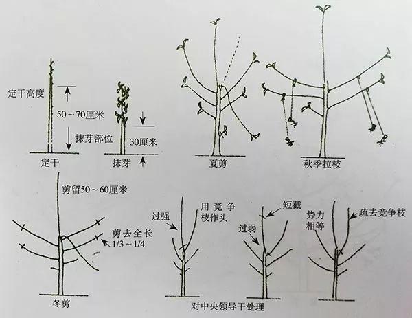 很全面的苹果双矮化种植方案，建议收藏