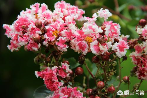 紫薇花好看、花期长，几点栽培小技巧让你的花园百日红