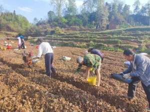 生姜种植经济效益(普定县马场镇：生姜种植种出美好“姜”来)