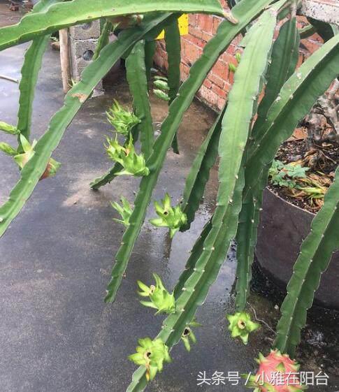 阳台种火龙果，一个小技巧，用根枝条就能种一盆，果子又多又大