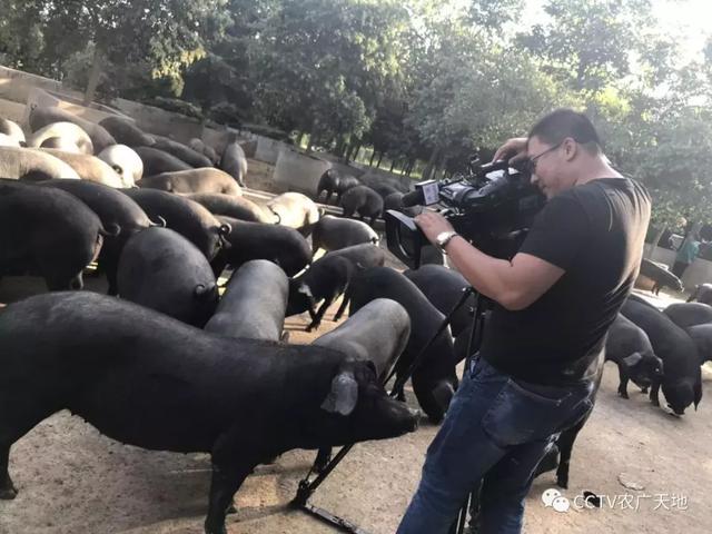 【农广天地】小小猕猴桃，种在周至是个宝！ 大大关中黑，好奇呆萌肉质好！