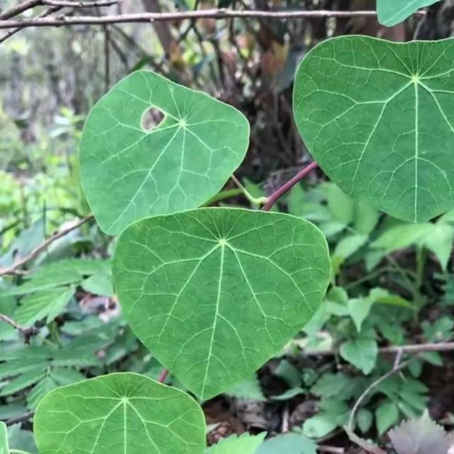 野生千金藤越来越少，种植才能弥补中药市场需求，行情如何呢？