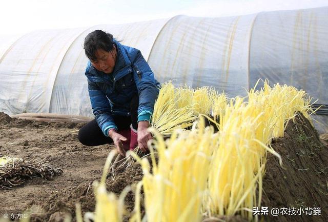 韭黄是怎么种植出来的？韭黄有哪些种植技巧和管理技术要点？