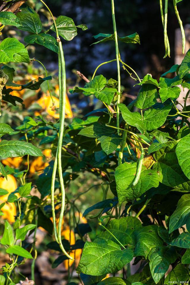 豆角的种植技术｜保证高产、优质